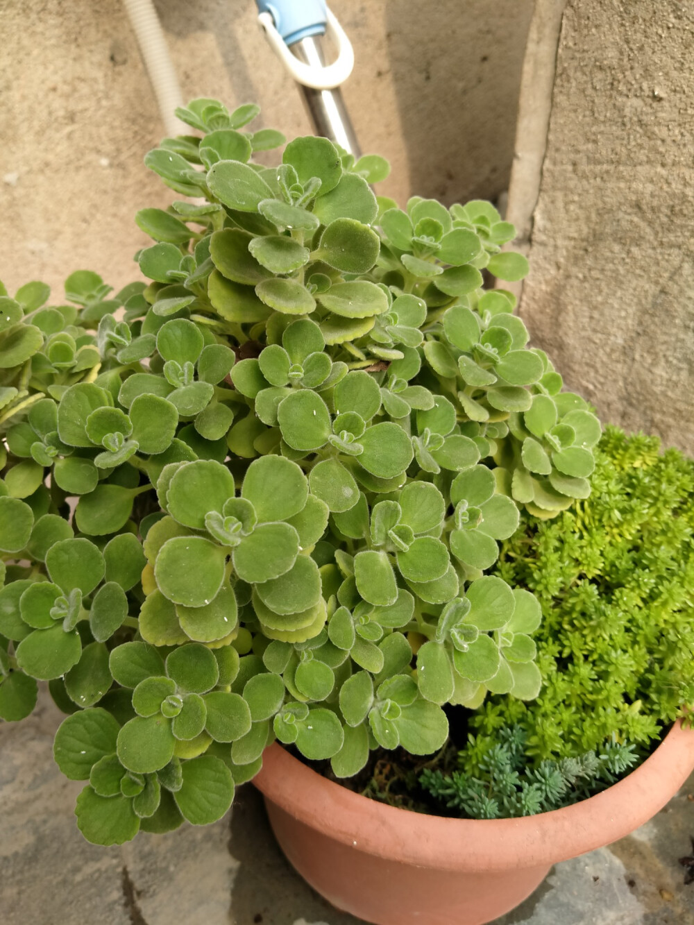 多肉植物【碰碰香】这种植物实在太能长了！一株长一盆的那种！