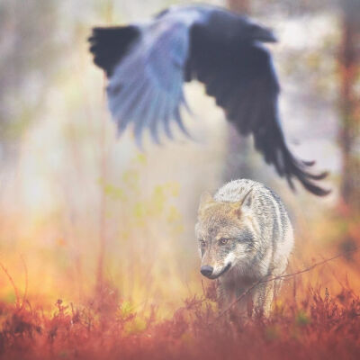 [cp]#狼#狼和乌鸦，芬兰
Grey wolf (canis lupus) and ravens. Finland
ins：npekonen ​​​[/cp]