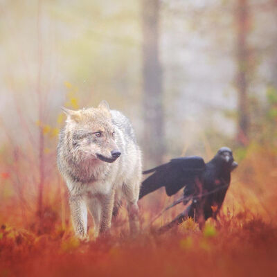 [cp]#狼#狼和乌鸦，芬兰
Grey wolf (canis lupus) and ravens. Finland
ins：npekonen ​​​[/cp]