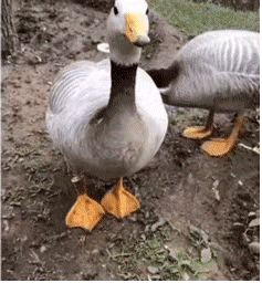 鸭鸭表情包 GIF动图 激动兴奋的直跺脚