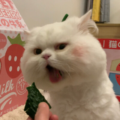 可爱 猫咪头像