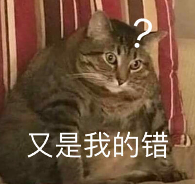 猫狗表情包