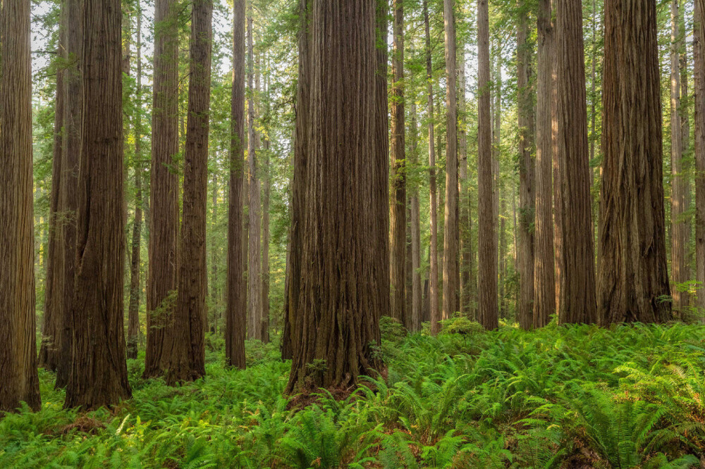 加州北部小城雷丁
Photo by Patrick Mueller 