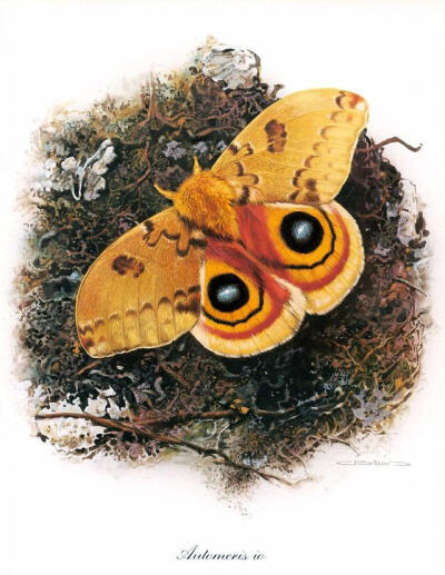 比利时艺术家CARL BRENDERS 蝴蝶 飞蛾