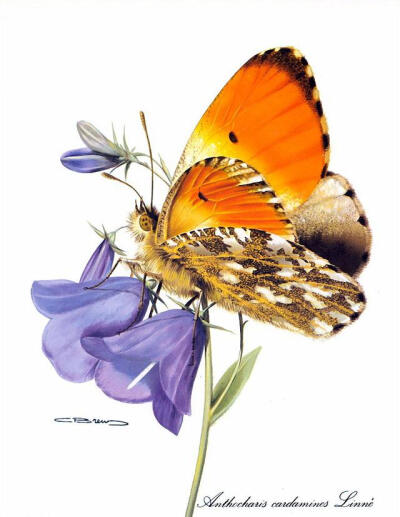 比利时艺术家CARL BRENDERS 蝴蝶 飞蛾