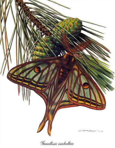 比利时艺术家CARL BRENDERS 蝴蝶 飞蛾