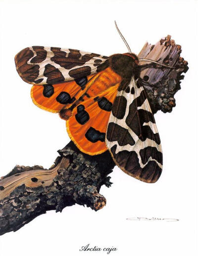 比利时艺术家CARL BRENDERS 蝴蝶 飞蛾