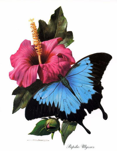 比利时艺术家CARL BRENDERS 蝴蝶 飞蛾