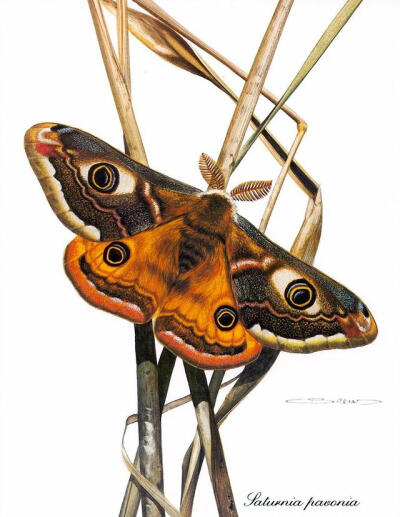 比利时艺术家CARL BRENDERS 蝴蝶 飞蛾