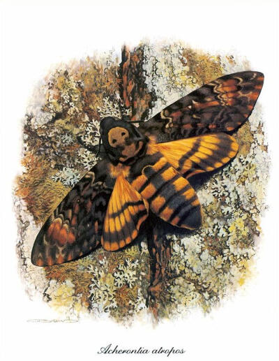 比利时艺术家CARL BRENDERS 蝴蝶 飞蛾