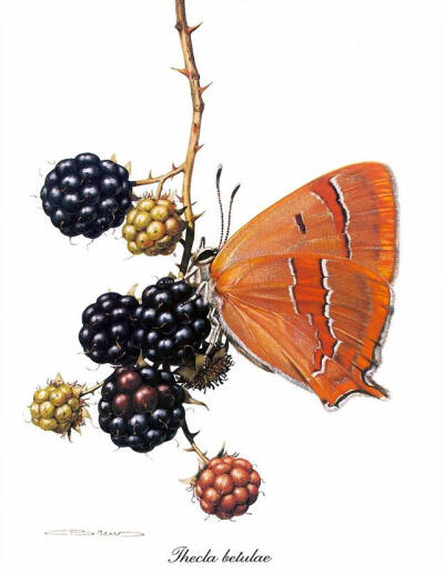 比利时艺术家CARL BRENDERS 蝴蝶 飞蛾