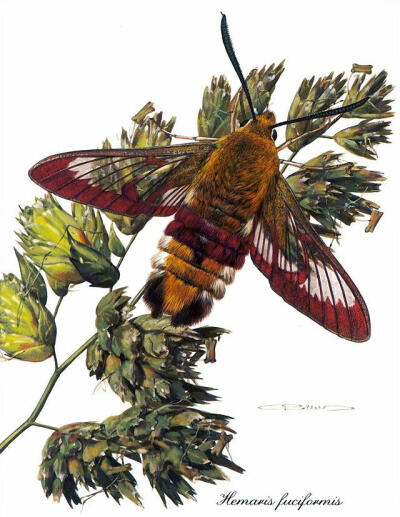 比利时艺术家CARL BRENDERS 蝴蝶 飞蛾