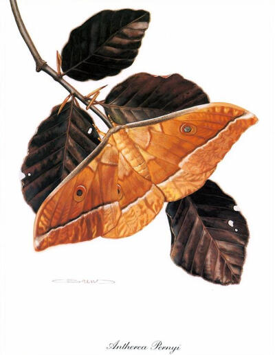 比利时艺术家CARL BRENDERS 蝴蝶 飞蛾