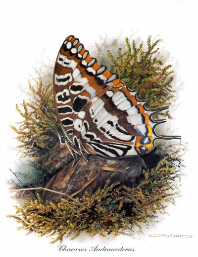 比利时艺术家CARL BRENDERS 蝴蝶 飞蛾