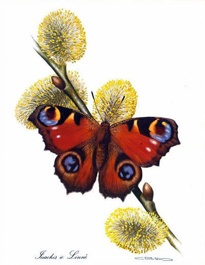 比利时艺术家CARL BRENDERS 蝴蝶 飞蛾