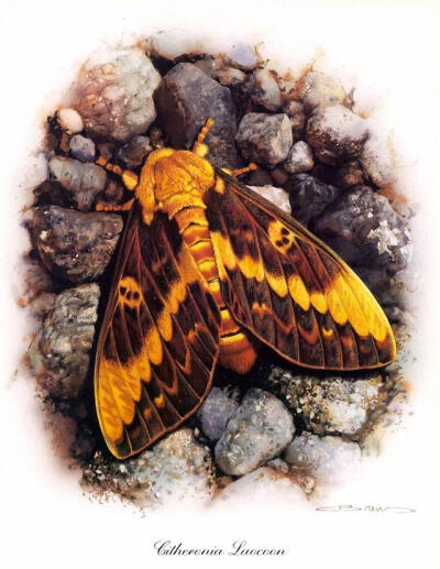 比利时艺术家CARL BRENDERS 蝴蝶 飞蛾