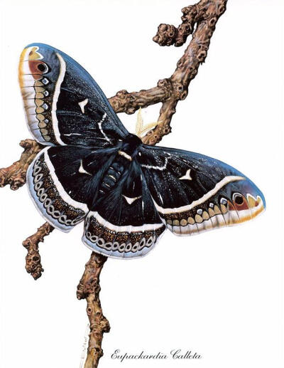 比利时艺术家CARL BRENDERS 蝴蝶 飞蛾