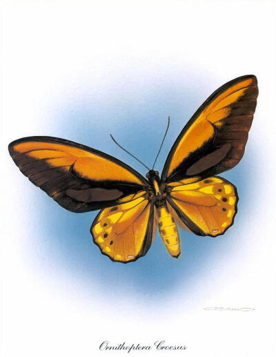 比利时艺术家CARL BRENDERS 蝴蝶 飞蛾