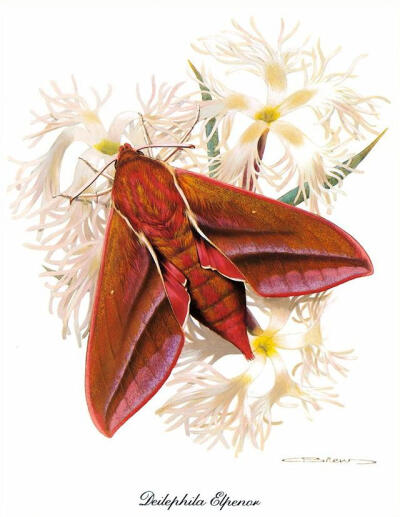 比利时艺术家CARL BRENDERS 蝴蝶 飞蛾