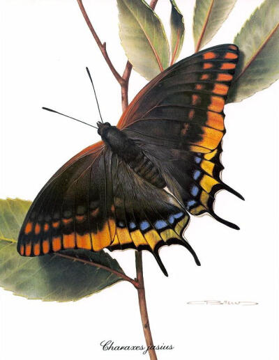 比利时艺术家CARL BRENDERS 蝴蝶 飞蛾