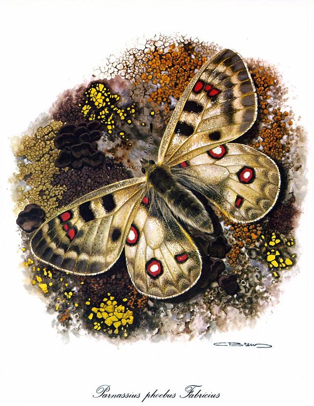 比利时艺术家CARL BRENDERS 蝴蝶 飞蛾