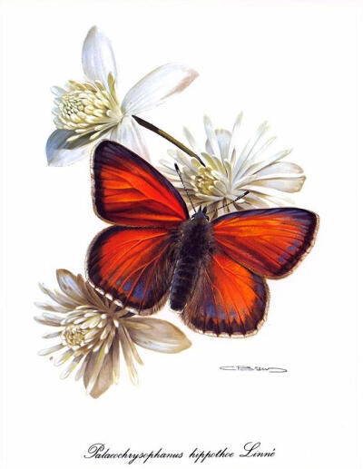 比利时艺术家CARL BRENDERS 蝴蝶 飞蛾