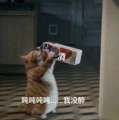 猫咪喝水