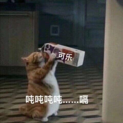 猫咪喝水