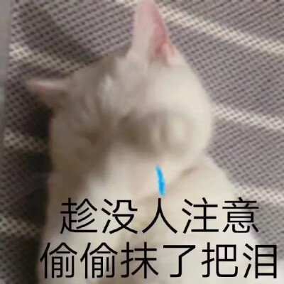 奶奶个熊