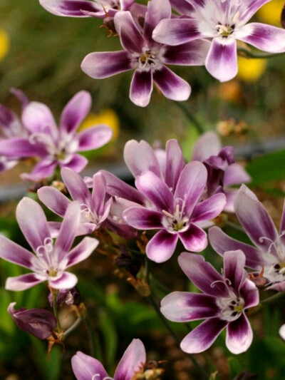 大花魔杖花Sparaxis grandiflora ssp. violacea