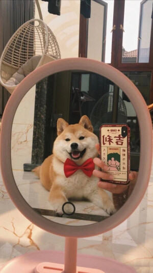 柴犬