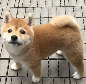 柴犬