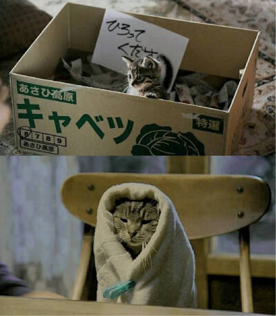 佐藤健 假如猫从世界上消失