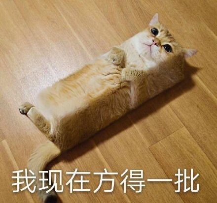 猫猫表情包 我现在方的一批