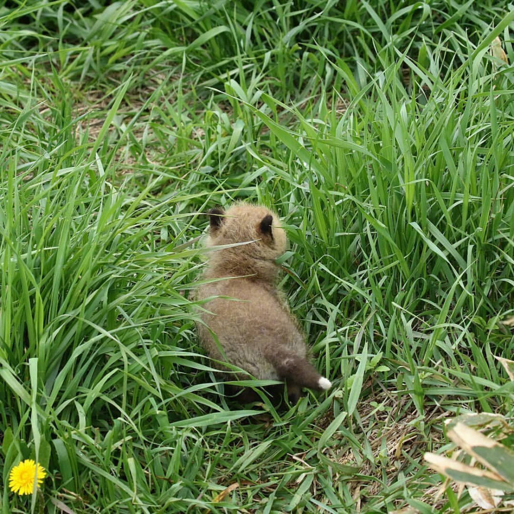 小狐狸