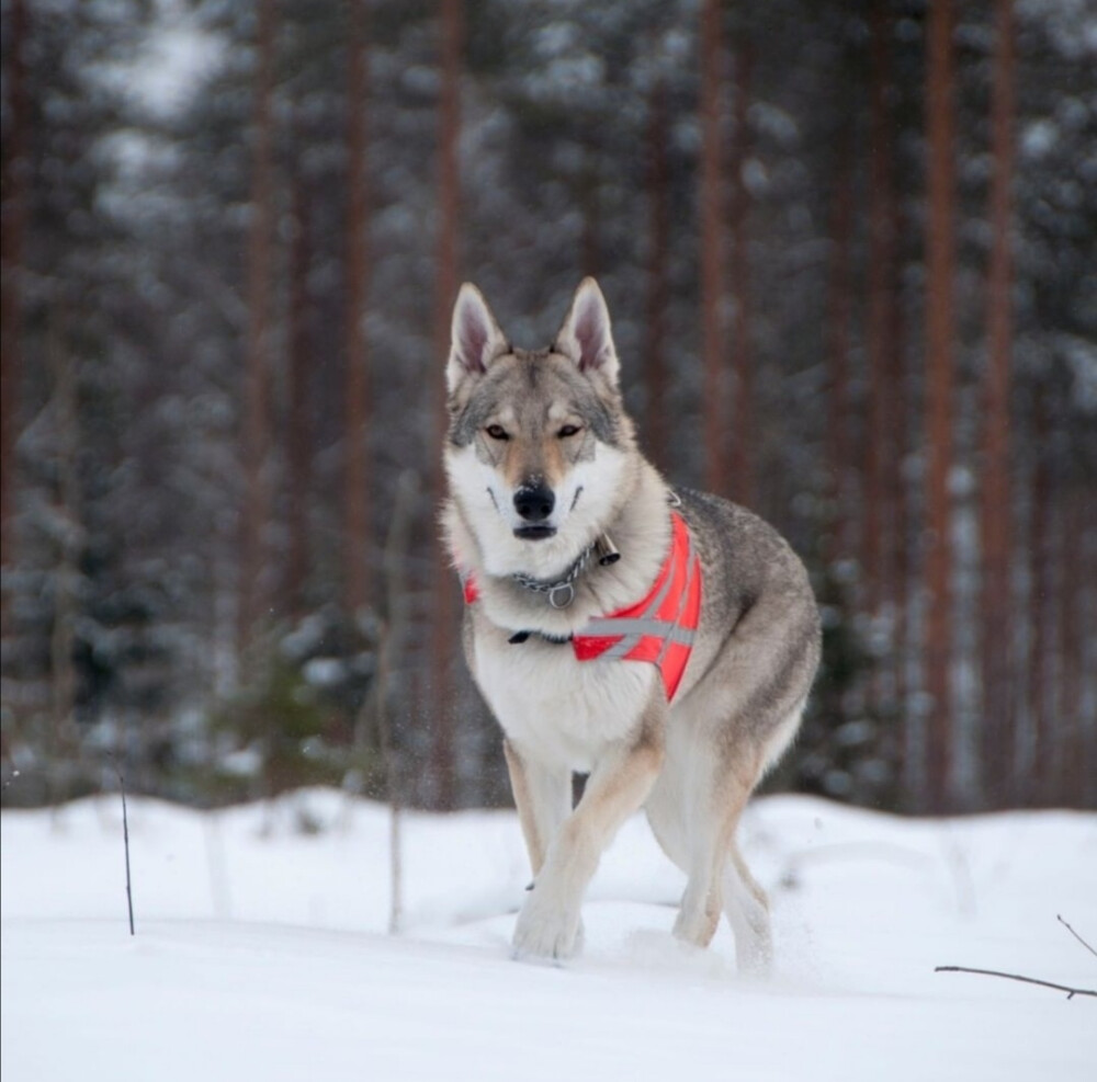 捷克狼犬