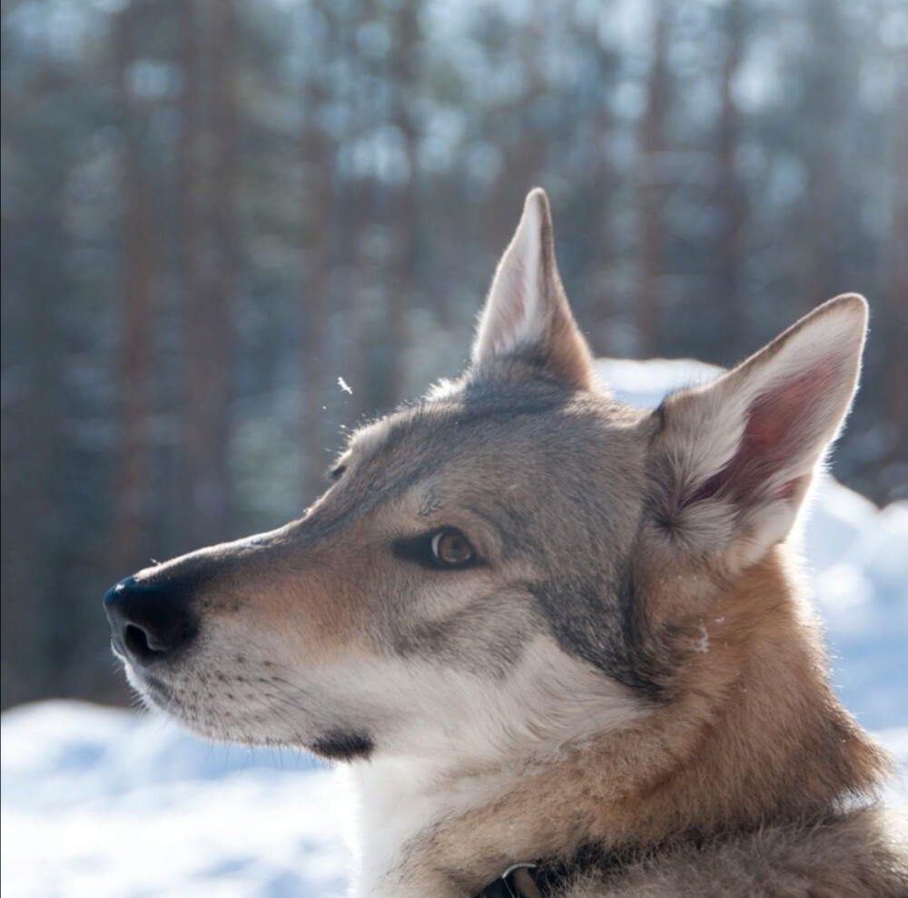 捷克狼犬