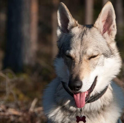 捷克狼犬