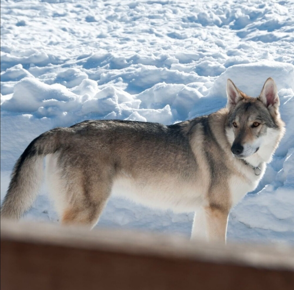 捷克狼犬