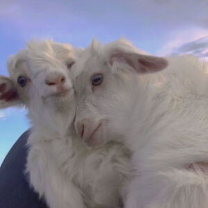 【情侣‭‮像头‬‬】情头 by初见你497