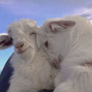 【情侣‭‮像头‬‬】情头 by初见你497