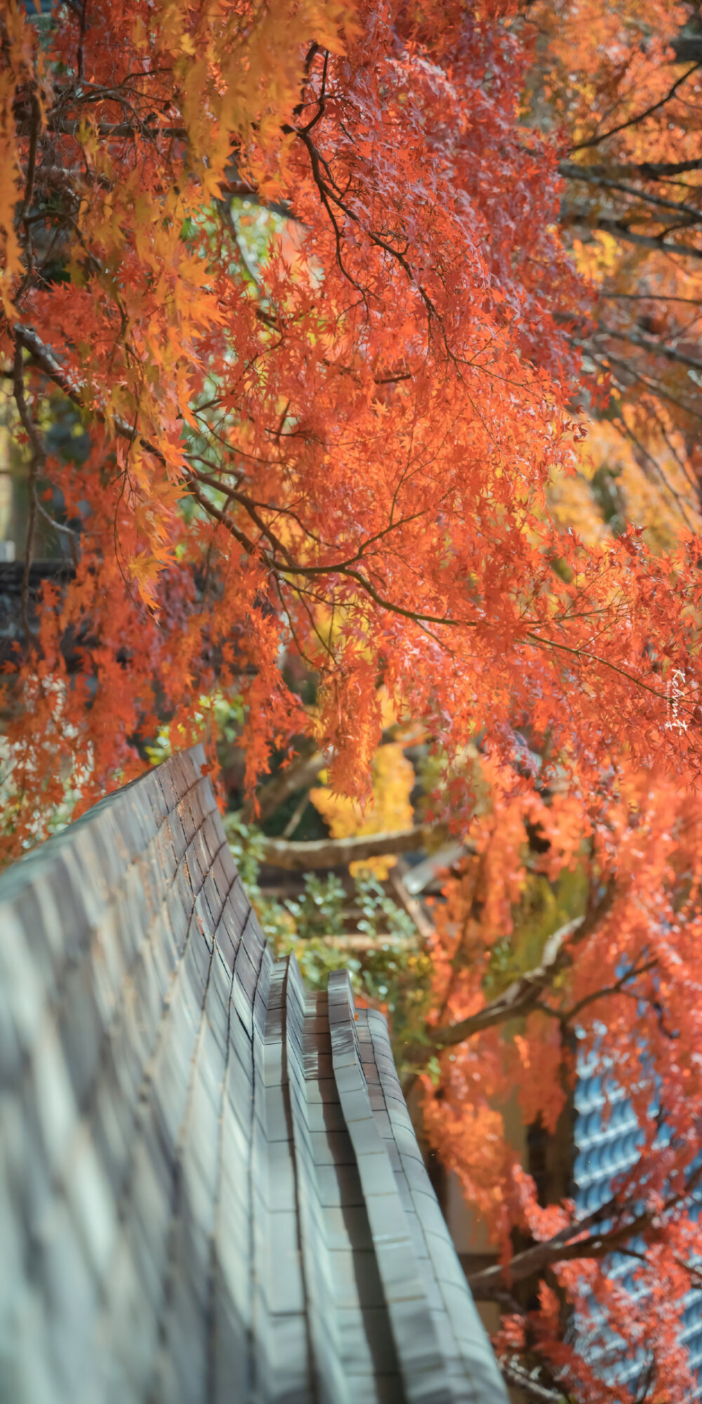 “ 人间忽晚，山河已秋 ”
© @kelvin李 ​​​