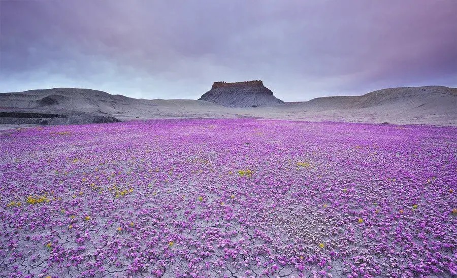 美国西部的“荒芜之地”（Badlands），干燥的气候和强烈日晒，形成龟裂的地表。一些顽强的野生花草利用极少量的水分，倔强地把缤纷的色彩洒满了整个荒漠。
摄影： Guy Tal 