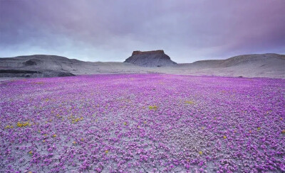 美国西部的“荒芜之地”（Badlands），干燥的气候和强烈日晒，形成龟裂的地表。一些顽强的野生花草利用极少量的水分，倔强地把缤纷的色彩洒满了整个荒漠。
摄影： Guy Tal 