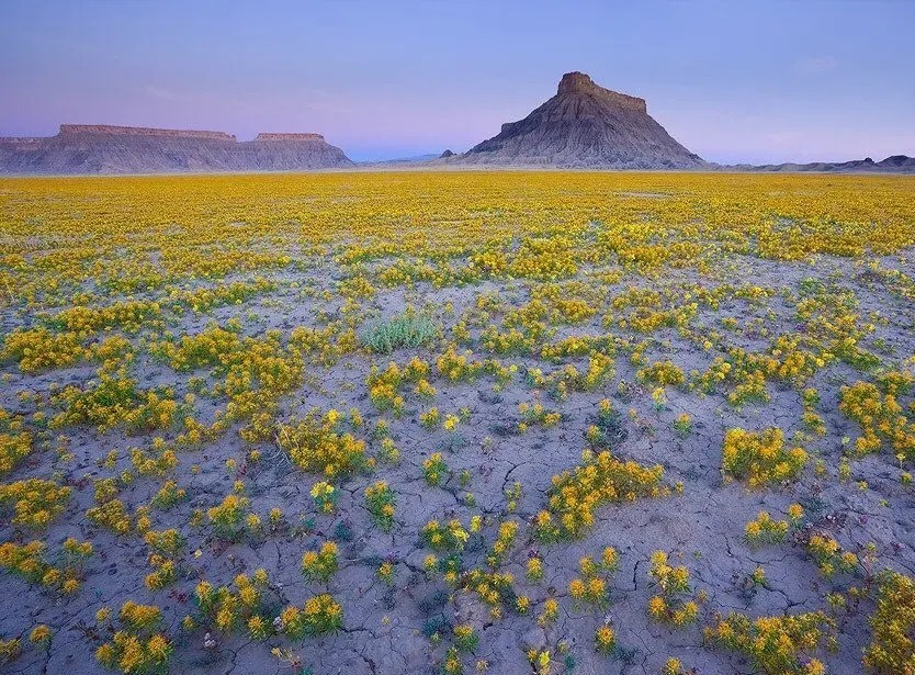 美国西部的“荒芜之地”（Badlands），干燥的气候和强烈日晒，形成龟裂的地表。一些顽强的野生花草利用极少量的水分，倔强地把缤纷的色彩洒满了整个荒漠。
摄影： Guy Tal 