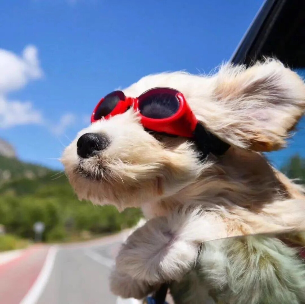 戳赞这组搞怪头像 五天内必有意想不到的惊喜 ​​​