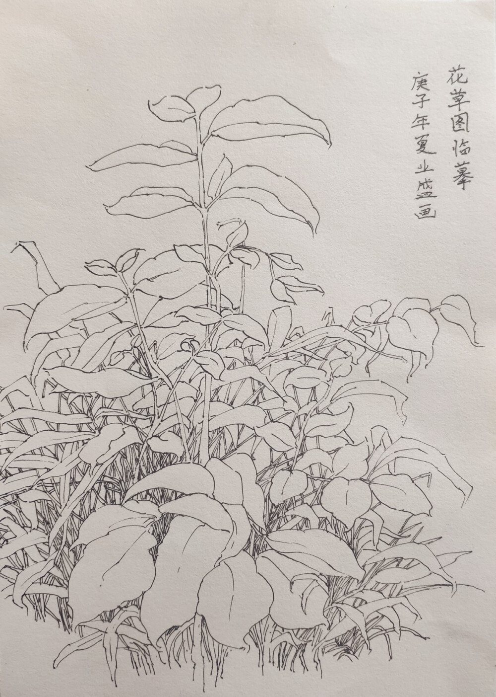 线描练习。