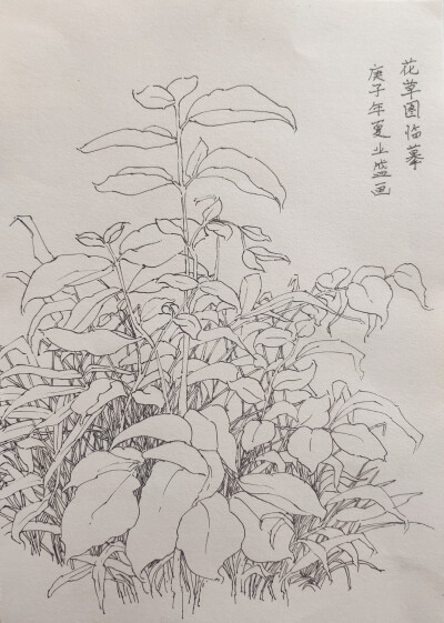 线描练习。