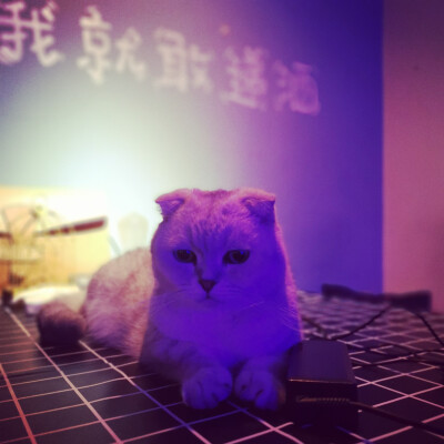 青岛美好的猫花小酒馆