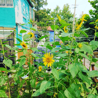 青岛猫花小酒馆特调鸡尾酒——情话
冰球都带度数，喝的越久，醉的越深。